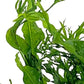Potted Microsorum Plants - Java Fern | Live Freshwater Aquatic Plants for Aquariums and Terrariums - Low Light, Low Maintenance Plants. (Potted Microsorum Windelov)