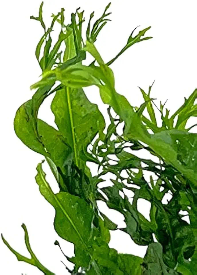 Potted Microsorum Plants - Java Fern | Live Freshwater Aquatic Plants for Aquariums and Terrariums - Low Light, Low Maintenance Plants. (Potted Microsorum Windelov)