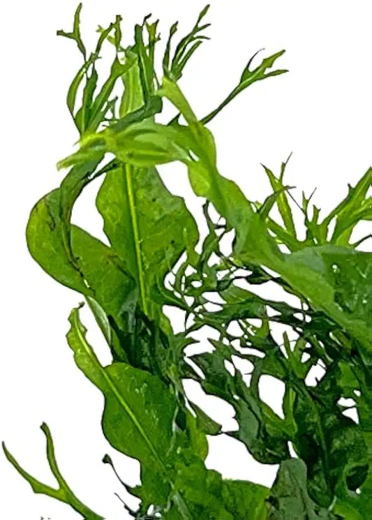 Potted Microsorum Plants - Java Fern | Live Freshwater Aquatic Plants for Aquariums and Terrariums - Low Light, Low Maintenance Plants. (Potted Microsorum Windelov)