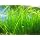 Jungle Vallisneria Rooted Plants 1.5-2 Feet Tall - Easy Background Aquarium Plants