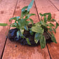 Cryptocoryne Wendtii Green on Driftwood (4-5 Inches)