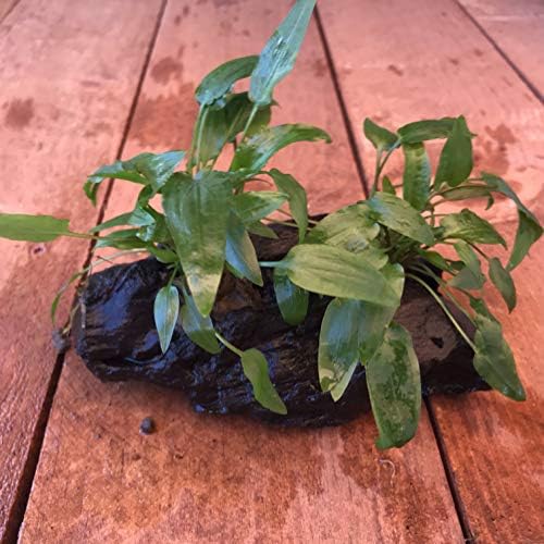 Cryptocoryne Wendtii Green on Driftwood (4-5 Inches)
