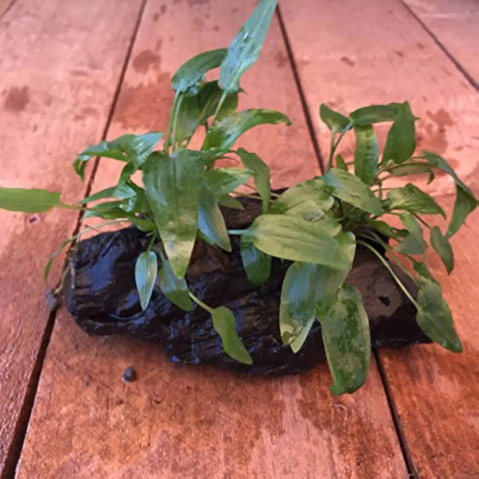 Live Plants on Driftwood | Aquatic Plants for Aquariums and Vivariums (Cryptocoryne on 5" Driftwood)