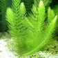 4 Species Aquarium Plants Package - Java Fern (Microsorum), Hornwort (Ceratophyllum demersum), Amazon Sword (Echinodorus), and Moneywort (Bacopa Monniery)