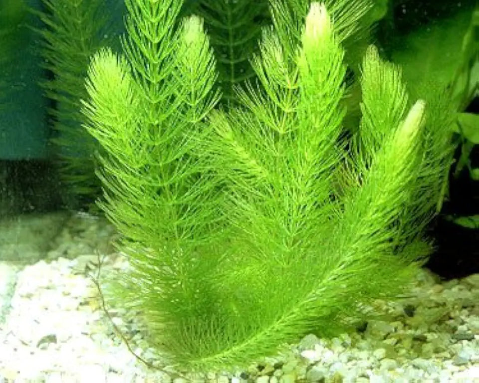 6 Plant Species Live Aquatic Plants Package - Microsorum Java Fern, Amazon, Moneywort and More!
