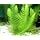 Easy Live Aquarium Plants Package - 4 Kinds - Anacharis, Amazon and More!