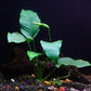 Anubias Barteri - Low Light and Easy Aquatic Plant