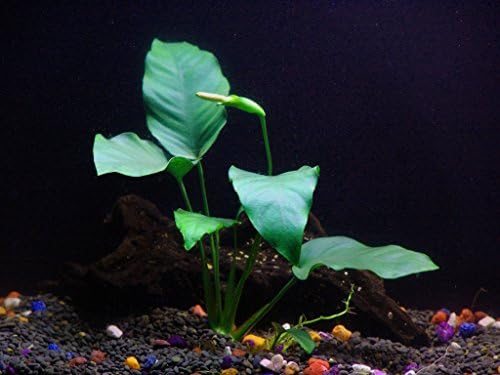 Potted Live Aquarium Plants Bundle - Easy and Snail Free Aquatic Plants (4 Pots)