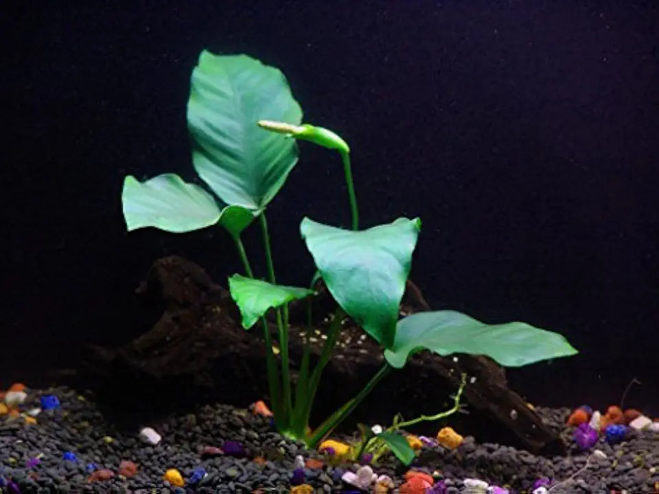 Potted Live Aquarium Plants Bundle - Easy and Snail Free Aquatic Plants (3 Pots)