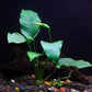 Cichlid Live Aquarium Plants Bundle