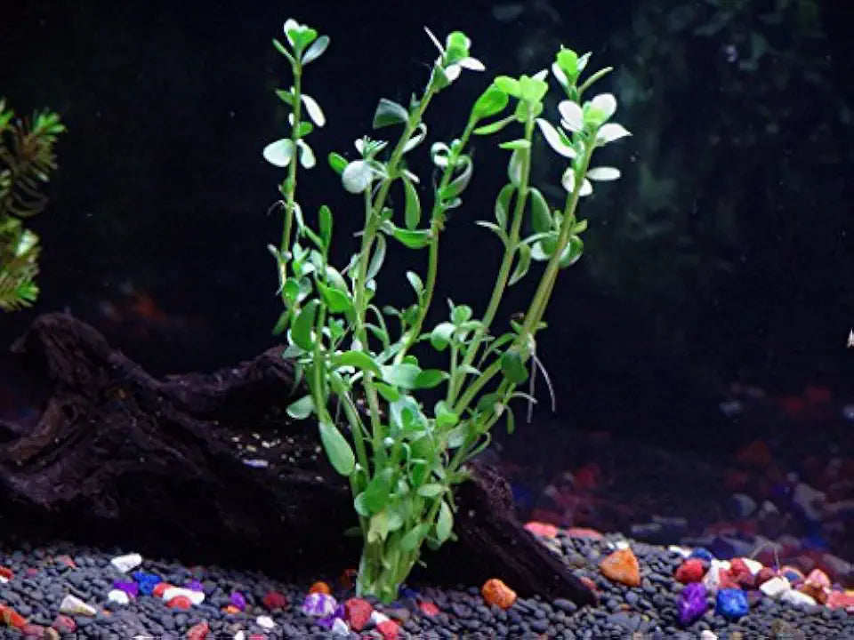 6 Plant Species Live Aquatic Plants Package - Microsorum Java Fern, Amazon, Moneywort and More!
