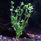 4 Species Aquarium Plants Package - Java Fern (Microsorum), Hornwort (Ceratophyllum demersum), Amazon Sword (Echinodorus), and Moneywort (Bacopa Monniery)