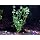 Easy Live Aquarium Plants Package - 4 Kinds - Anacharis, Amazon and More!
