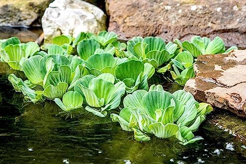 Water Lettuce | Live Floating Pond Plants for Water Gardens (Water Lettuce, 3, Count)