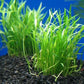 Potted Live Aquarium Plants | Freshwater Aquatic Plants for Aquariums (Potted Microsword)