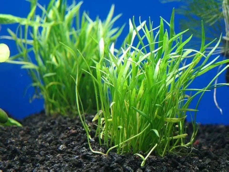 Potted Live Aquarium Plants | Freshwater Aquatic Plants for Aquariums (Potted Microsword)