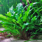 Live Plants on Driftwood | Aquatic Plants for Aquariums and Vivariums (Cryptocoryne on 5" Driftwood)