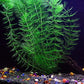 Texas Aquarium Plant Bundle - 20 Species Live Aquarium Plants Package