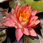 Water Lily Bundle (Top 4 IWGS Award) - 4 Pre-Grown Hardy Lilies Rhizomes in White, Red, Yellow, Orange