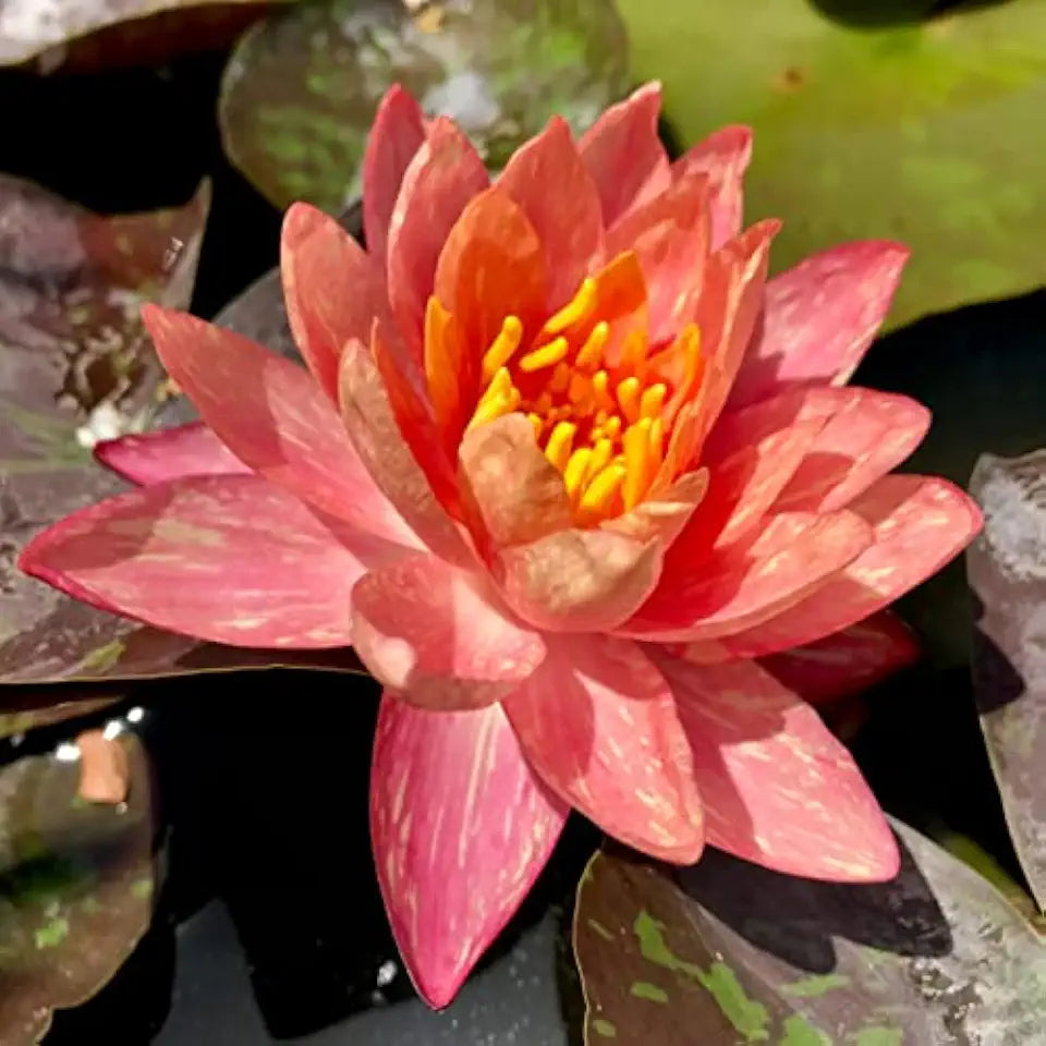 Water Lily Bundle (Top 4 IWGS Award) - 4 Pre-Grown Hardy Lilies Rhizomes in Purple White, Pink, Yellow, Orange
