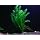 Easy Live Aquarium Plants Package - 4 Kinds - Anacharis, Amazon and More!