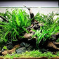 3 Aquatic Plants Bundle | Live Plants for Freshwater Aquariums (3 X Microsorum Java Fern Plants)