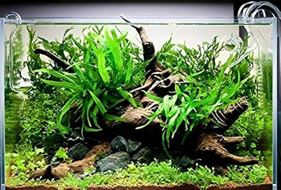 3 Aquatic Plants Bundle | Live Plants for Freshwater Aquariums (3 X Microsorum Java Fern Plants)