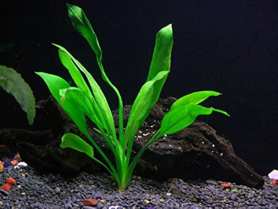 Cichlid Live Aquarium Plants Bundle