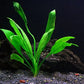 Texas Aquarium Plant Bundle - 20 Species Live Aquarium Plants Package