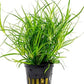 Juncus Repens Aquarium Live Plant - Easy Foreground Carpet Plant