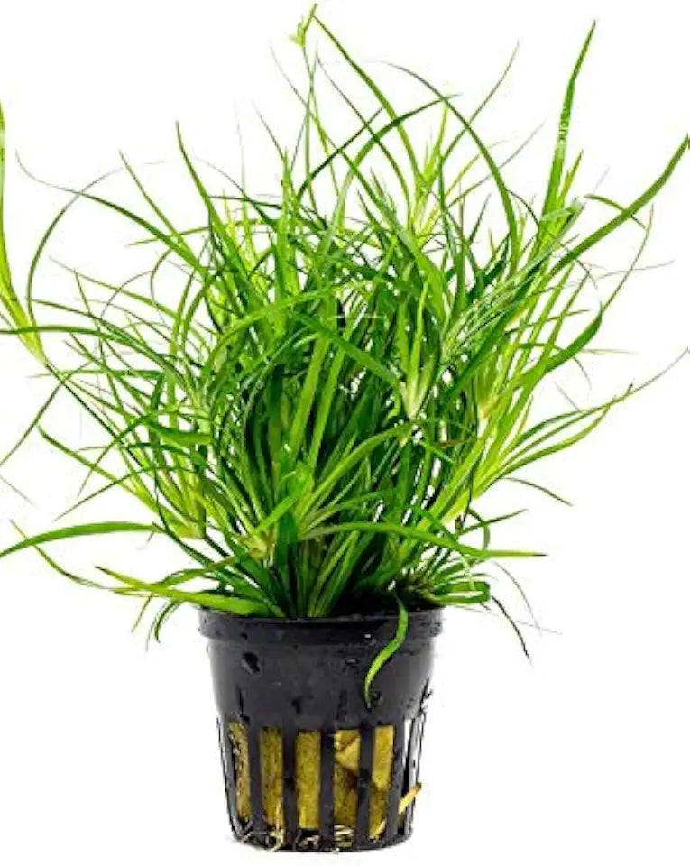 Juncus Repens Aquarium Live Plant - Easy Foreground Carpet Plant
