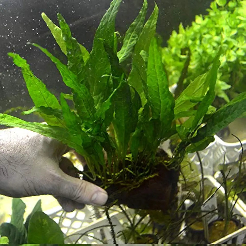 3 Aquatic Plants Bundle | Live Plants for Freshwater Aquariums (3 X Microsorum Java Fern Plants)