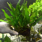 Java Fern Bare Root | Microsorum Pteropus - Low Light Freshwater Aquarium Plant - 1,000,000+ Plants Sold — AquaLeaf Aquatics