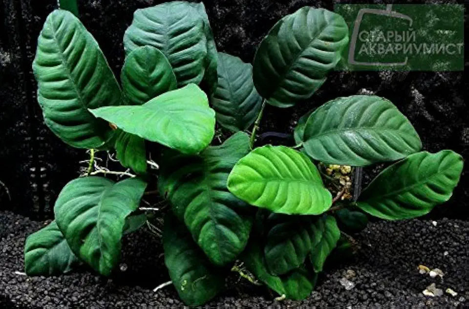Potted Anubias Coffeefolia Aquarium Plant