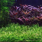 Potted Live Aquarium Plants | Freshwater Aquatic Plants for Aquariums (Potted Narrow Leaf Sword)