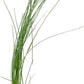 Potted Live Aquarium Plants | Freshwater Aquatic Plants for Aquariums (Giant Grass)