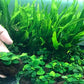 Anubia Petite on Lava Rock (2-3 Inches)