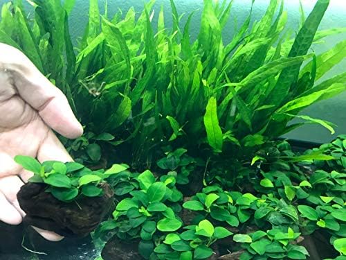 Anubia Petite on Lava Rock (2-3 Inches)