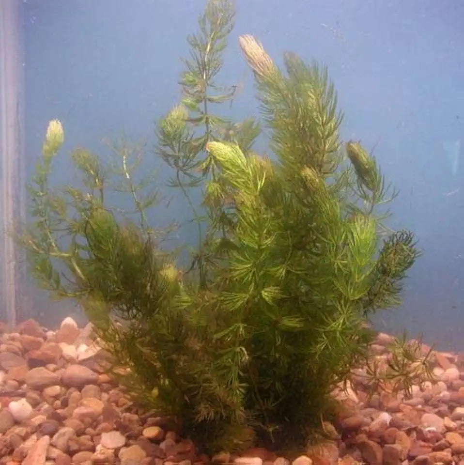 Pond Oxygenating Hornwort Bunch Plants