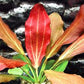 California Bundle - 25+ Stems / 6 Species Live Aquarium Plants Package