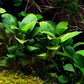 Potted Anubias Plants | Live Freshwater Aquatic Plants for Aquariums and Terrariums - Low Light, Low Maintenance Plants. (Potted Anubias VAR Nana)
