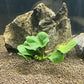 Anubias Coin Leaf - Easy Tropical Low Light Live Aquarium Plant