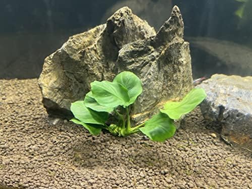 Anubias Coin Leaf - Easy Tropical Low Light Live Aquarium Plant