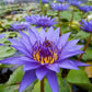 Floating Plants and Water Lily Tuber Bundle – Live Aquatic Plants for Ponds & Aquariums