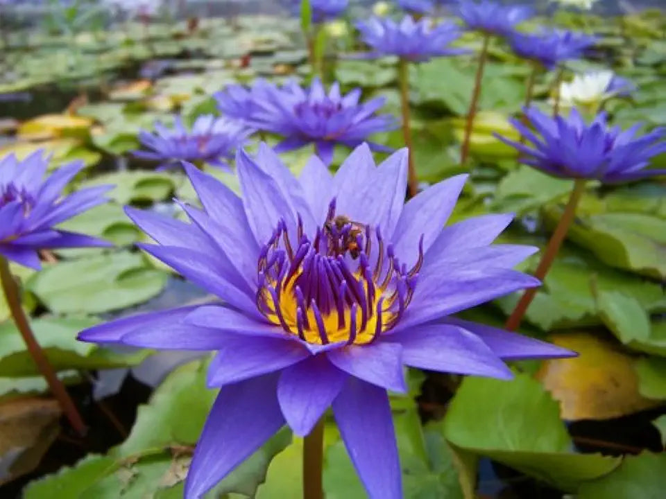 Floating Plants and Water Lily Tuber Bundle – Live Aquatic Plants for Ponds & Aquariums