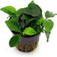 Potted Anubias Nana Aquarium Plant