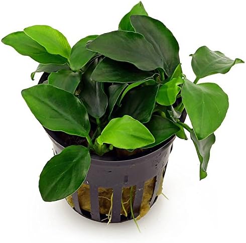 Potted Anubias Nana Aquarium Plant