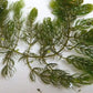 Pond Oxygenating Hornwort Bunch Plants