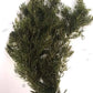 Pond Oxygenating Hornwort Bunch Plants