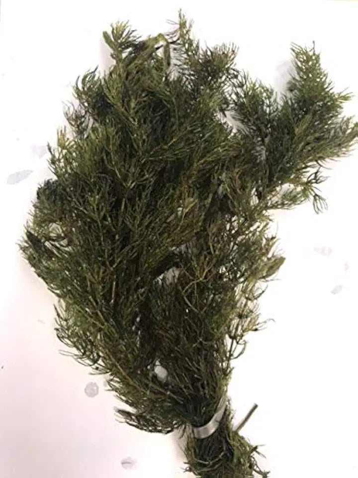 Pond Oxygenating Hornwort Bunch Plants
